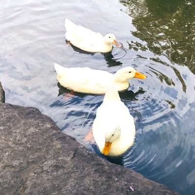 h1z0m3v0's profile picture. 20↑ 腐女子は腐女子だった。 2次元用 呪/伏右(五伏 虎伏)夏五も好き MHA/爆右(切爆 轟爆)  HQ/クロ月 兎赤 無言フォローめっちゃします 語彙のない感想みたいなの言う ⚠️スパムのTLを腐女子にしてやるためにフォローさせたままにしてます。⚠️