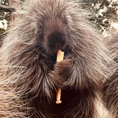 Gorlak_Sniggins's profile picture. Hi