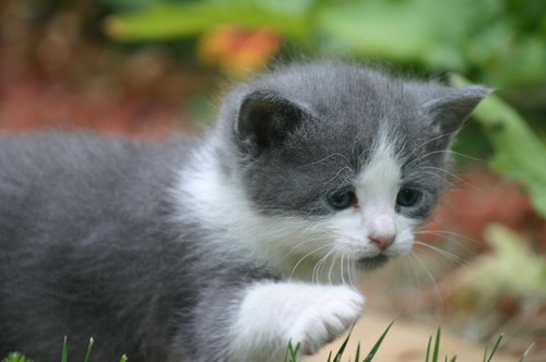 MarsMeeMaw's profile picture. Love animals, sports (especially baseball), photography, nature and family.