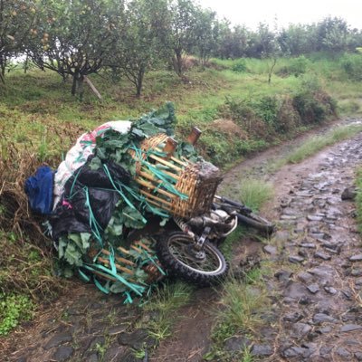 saipulfarmer93's profile picture. Ora ngurus Cocote Tonggo