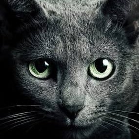 satopaii's profile picture. 