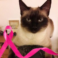 Hermine 🐾✨🍋 (@_herminette_) 's Twitter Profile