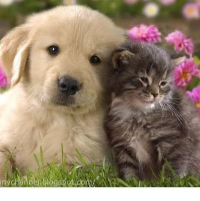 Aroob81531879's profile picture. 