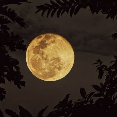 iam_tony17's profile picture. CPA by profession, Chess player by heart!