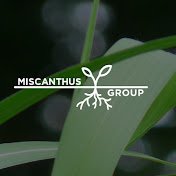 Miscanthus Group