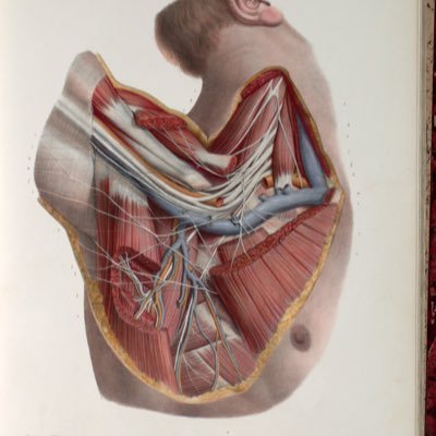 Consultant peripheral nerve surgeon @clecliniclondon https://t.co/LAoxbjqTyX AssProf @UCL ABC fellow CMO @Bush_company #brachialplexus #nerveinjury