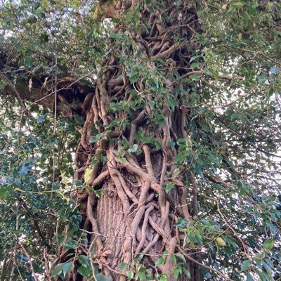 hazeltreerebel's profile picture. Lover of nature, lover of humanity.  #freepalestine #ceasefirenow