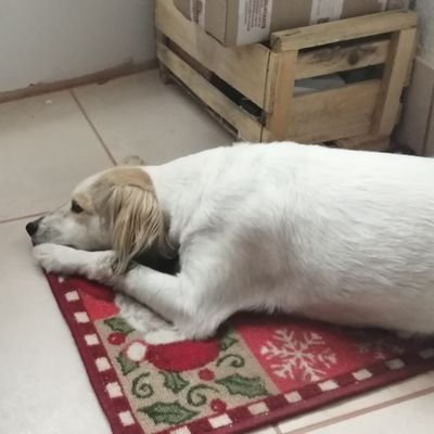 donBuga's profile picture. Pintor