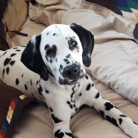 loki (@earlene_bidart) 's Twitter Profile