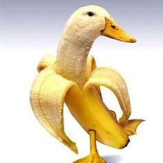 Just your ordinary duck.