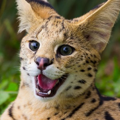 Buraito6's profile picture. 