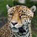 Leopardo (@Leopardo1363) Twitter profile photo