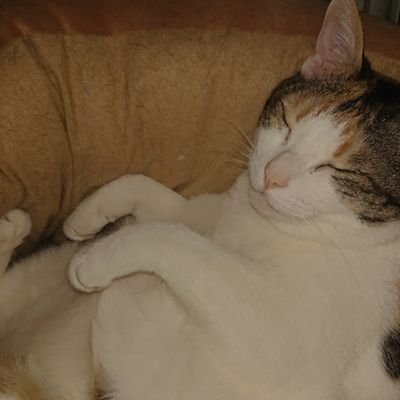 L5yDQJyGnipWuVV's profile picture. 