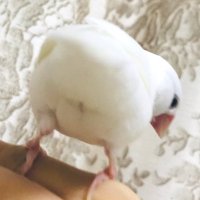 あっぴい/文鳥飼い (@pitanlove1223) 's Twitter Profile