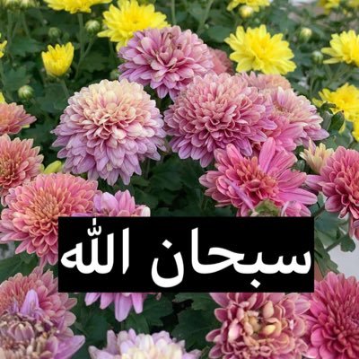 kuiwatee's profile picture. 