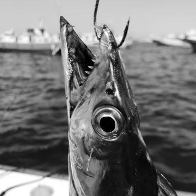 takifugux's profile picture. 東京湾で週末船釣りを楽しんでます。2025釣行メモ: 釣りモノ(回数)釣果, テンヤタチウオ(24)392, マダイ(2)2, アジ(3)54, フグ(1)15,最終釣行2025/10/25