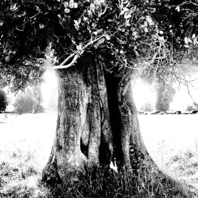 catarw's profile picture. 