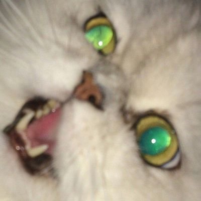 r7XmUDPnRmZkjsO's profile picture. daun v pubge nik bsNexTonū1337