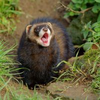 The Polecat(@polecat_the) 's Twitter Profileg