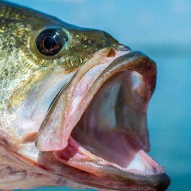 realICTDude's profile picture. Anti-socialist.  America First.