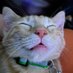 Sino (@sinoweenie) Twitter profile photo Sino (@sinoweenie) Twitter profile photo