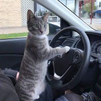 Toonces (@toonces2021) 's Twitter Profile
