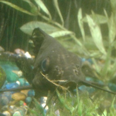 Synodontisman's profile picture. Man behind the YouTube channel Featherfin Films.  I should be writing. #TAMU19