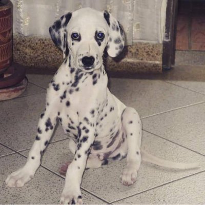 Suarez08Gonzalo's profile picture. Desde esta cuenta quiero ayudar a mi hermosa ciudad de los POPULISTAS CORRUPTOS que se quieren adueñar de ella