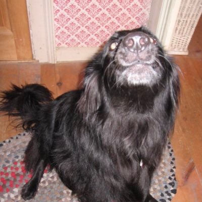 barkingmarley's profile picture. NYC transplant in VT