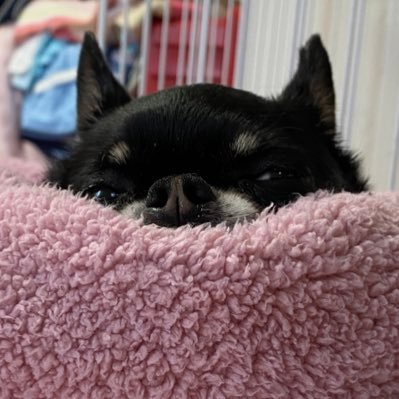 世界中で頑張ってる人の刺激をおすそ分けして欲しくて徘徊してます。キャラクターや可愛い物大好きです。恐いものグロいものエロいものは拒絶させてもらってます。 無言でフォローしちゃってすみません。たまに毒吐きます。ただいまストレス表面張力中。