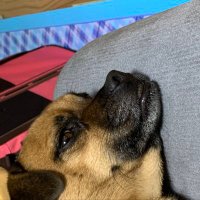 ブチャニノン (@bucchan0929) 's Twitter Profile Photo