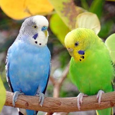 迷子のセキセイインコちゃんを捜索してる方、保護されたセキセイインコの中に捜索中のセキセイインコがいないか確認して下さい。セキセイインコを保護した方、保護したセキセイインコと似たインコがいないか確認して下さい