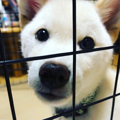 愛犬、キャロちゃん🐶