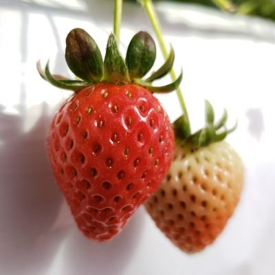 埼玉県桶川市で『いちご』と『トマト』の生産、直売をしております加藤農園です🍓
今シーズンは『あまりん』『おいCベリー』『やよいひめ』を育てています🍓
ぜひ、お越しください🍓

〒363-0008　埼玉県桶川市坂田1518　☎️048-793-4487
#桶川　#北本　#上尾　#伊奈　#いちご　#加藤農園