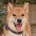 柴犬 ツムギ (@tumutumu711) Twitter profile photo 柴犬 ツムギ (@tumutumu711) Twitter profile photo