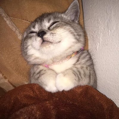 LastWizard1437's profile picture. เค้าแค่ขายถูก ไม่ได้ขายของปลอมคับบ🥲 ❗️ให้สิทธิ์คนโอนก่อน❗️                      ❌ไม่ขายให้คนที่อ่านไม่ตอบนะคะ❌