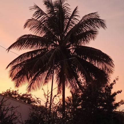 CrazyNongthomba's profile picture. Geneticist