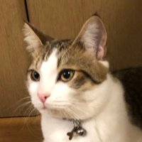 ねこあざらし (@nekoazaras2) 's Twitter Profile Photo