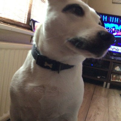 Dogs
ASD/Dyspraxia Advocate
Built a Sensory Room at The City of Leicester College
I love my mum 😍