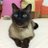takiko_robin