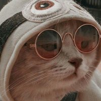 Ziyy (@rainziy) 's Twitter Profile