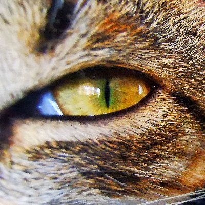 thekasonic88's profile picture. No c