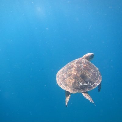 やさしい暮らしのライター。わたしの好きな【自然🌿／エシカル🌏／自然栽培・オーガニック🌾／家庭菜園🪵／ヨガ🌞／食🍴／ウェルネス🍃／海外情報☕️】のはなし。今よりちょっとよくなることを♩♪自分に優しく、周りに優しく過ごすヒント。暮らしのフォトギャラリーInstagram：suki_naturee🤍