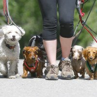 Dogs behavior (@behaviordogs) 's Twitter Profile