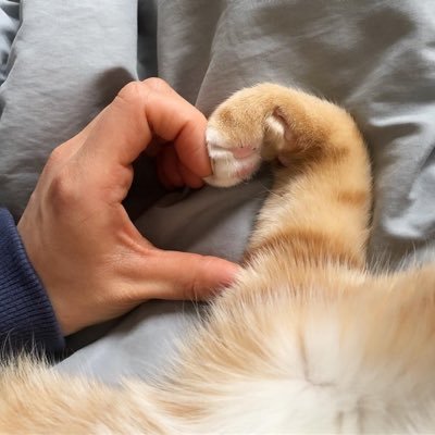 مستر قطさんのプロフィール画像