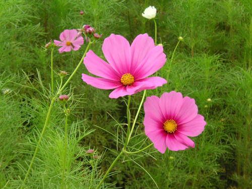 007_div's profile picture. (^。^)y-.。o○　相互フォローよろぴこです。100%フォローお返しいたします。気軽にフォローよろしくお願いしまーす♪