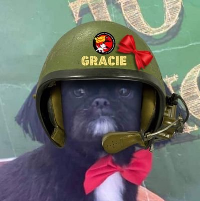 Hi I am Gracie a shih tzu fur baby , I love my family & long walks, where I like to show off my skills in the water
(I hunt down naughty Zombies). #ZSHQ