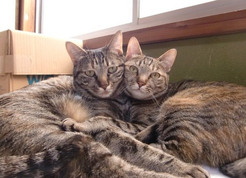 Hi! I'm Tsu&Nana's mom,
Taka.They are cats!

つうななの母でござりまする。