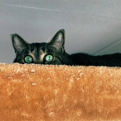 nyaaaaaaaa1224's profile picture. ごはんはおかずなんですわ