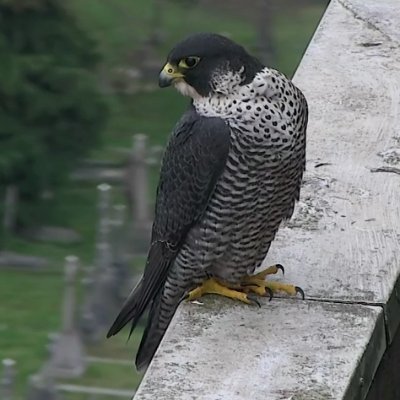 Nathalie tweeting on behalf of the Peregrine Falcons who live at Charing Cross Hospital (Fulham)